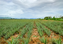 cultivo-piña-santander